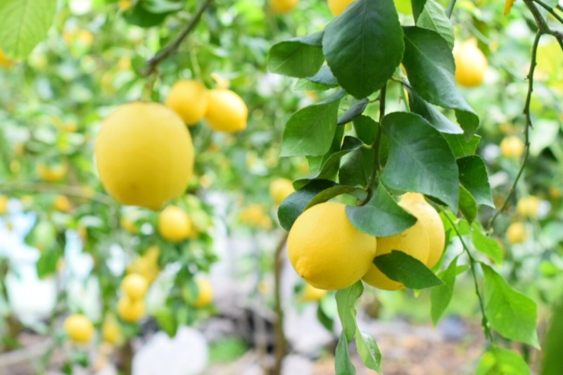 岩城島BASEでは岩城島特産のレモンを使った商品を開発