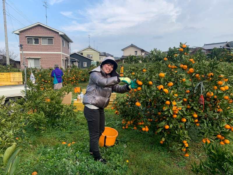 しまなみ海道でのワーケーションツーリズム 農業編 井上果樹園にて柑橘の収穫体験